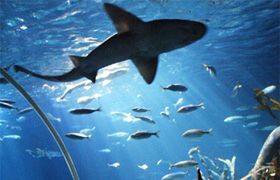 AquaDom SEA LIFE Center